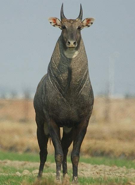 India’s sacred blue cow, the nilgai, also introduced to Texas where it is now feral

📸 Idwallonfg on /r/DiscoverEarth