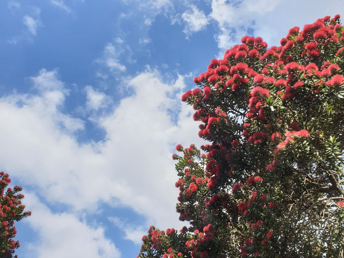 NZ_Masterworks's tweet photo. Gallery hours over Raumati/Summer 22/23 - https://t.co/AvaigWi07V
Dec 21-23, 10am-4pm
Dec 24, 10am-2pm

Reopen in 2023 Jan 4, 10am-4pm
Meri Kirihimete / Merry Christmas! https://t.co/kjyUZw7uxe