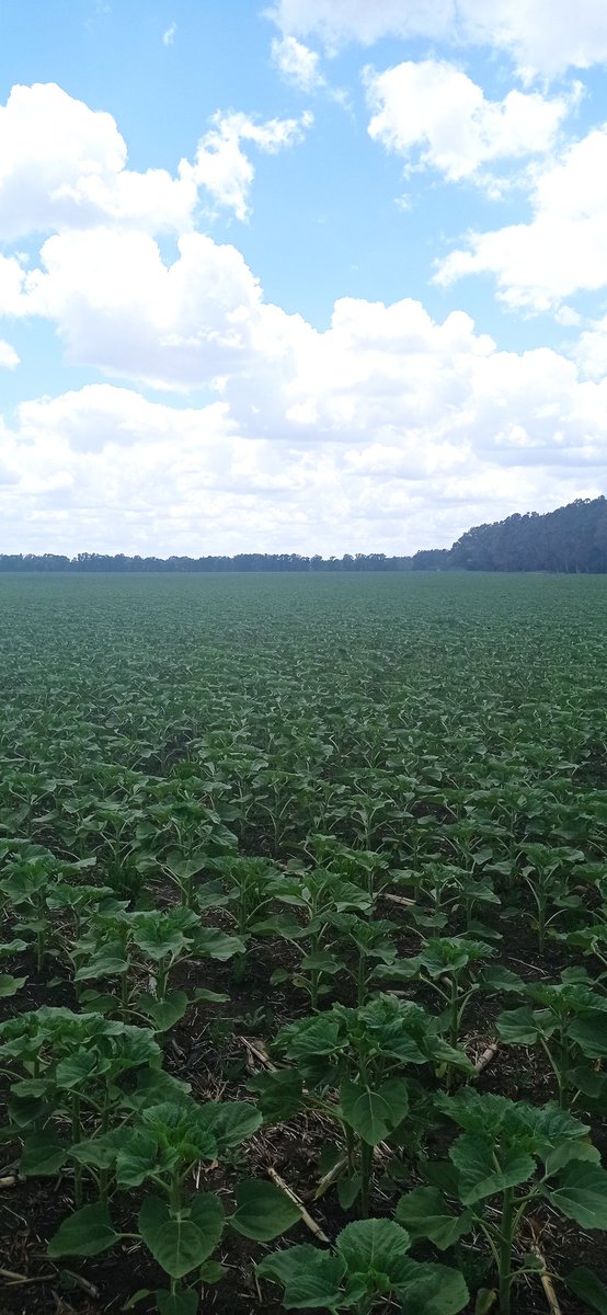 HugoMiraMar's tweet photo. #Sunflower #Girasol de 1ra Semana #Noviembre 54 Mil pl/ha de @BumperCrop1 en #Necochea. #Sombreando a las #malezas. @EstudioEdm y @NairSrl https://t.co/s19BpDSrxo