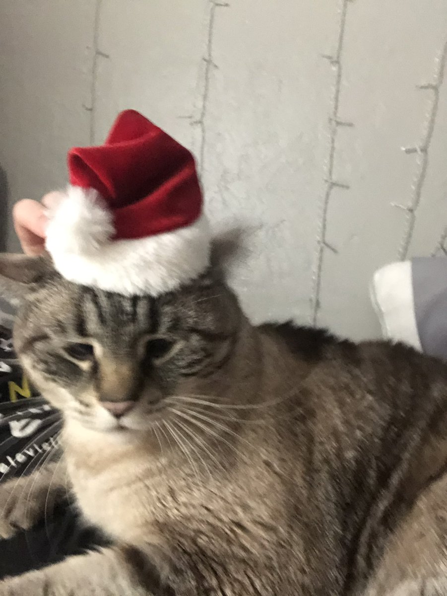 em_butmelted's tweet photo. @_smallkarl @tyvfxx Look at my cat :) https://t.co/Unf2LEkywh