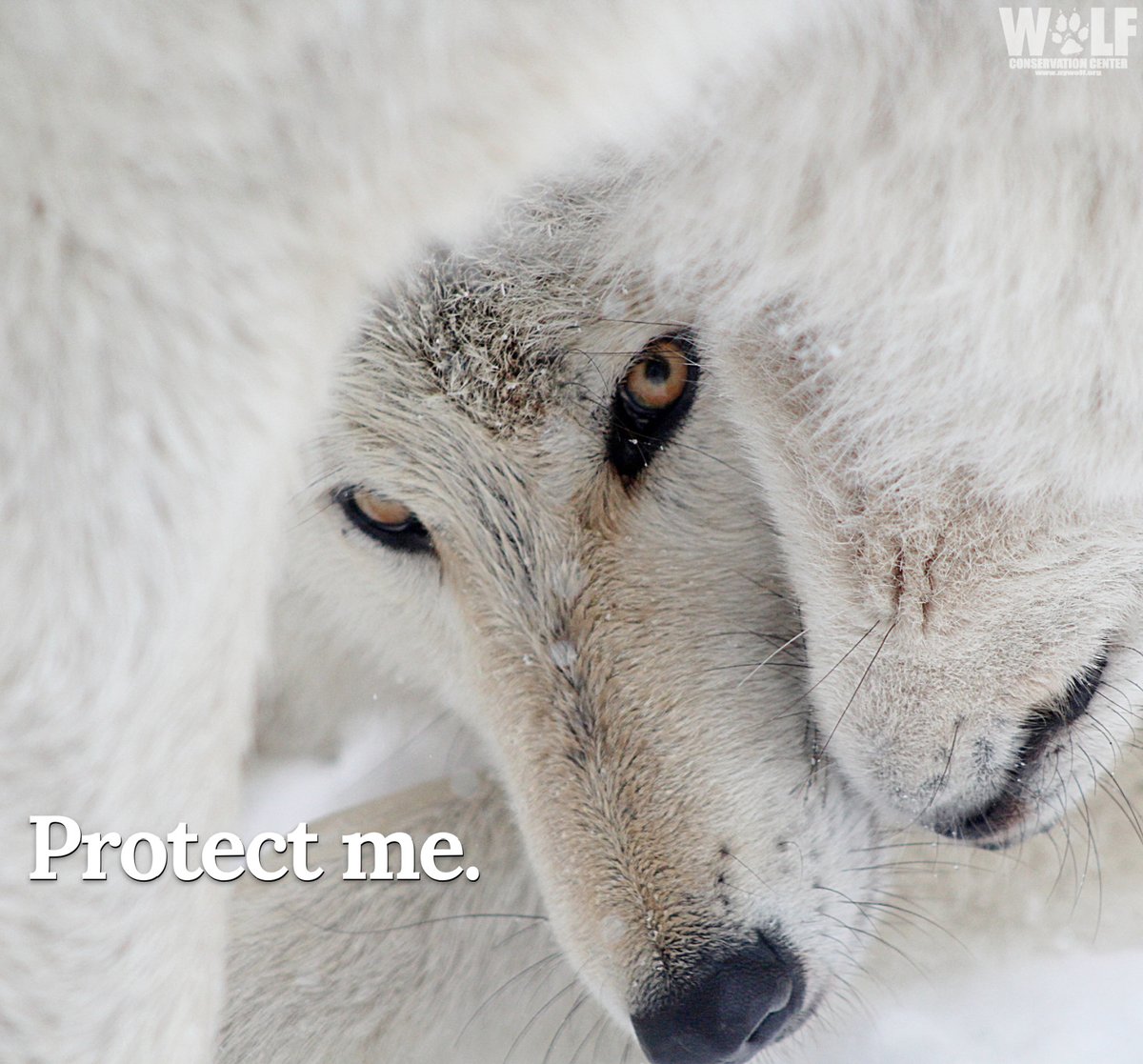 Team 'Lewd Boys' on Twitter "RT 🚨 The death toll has