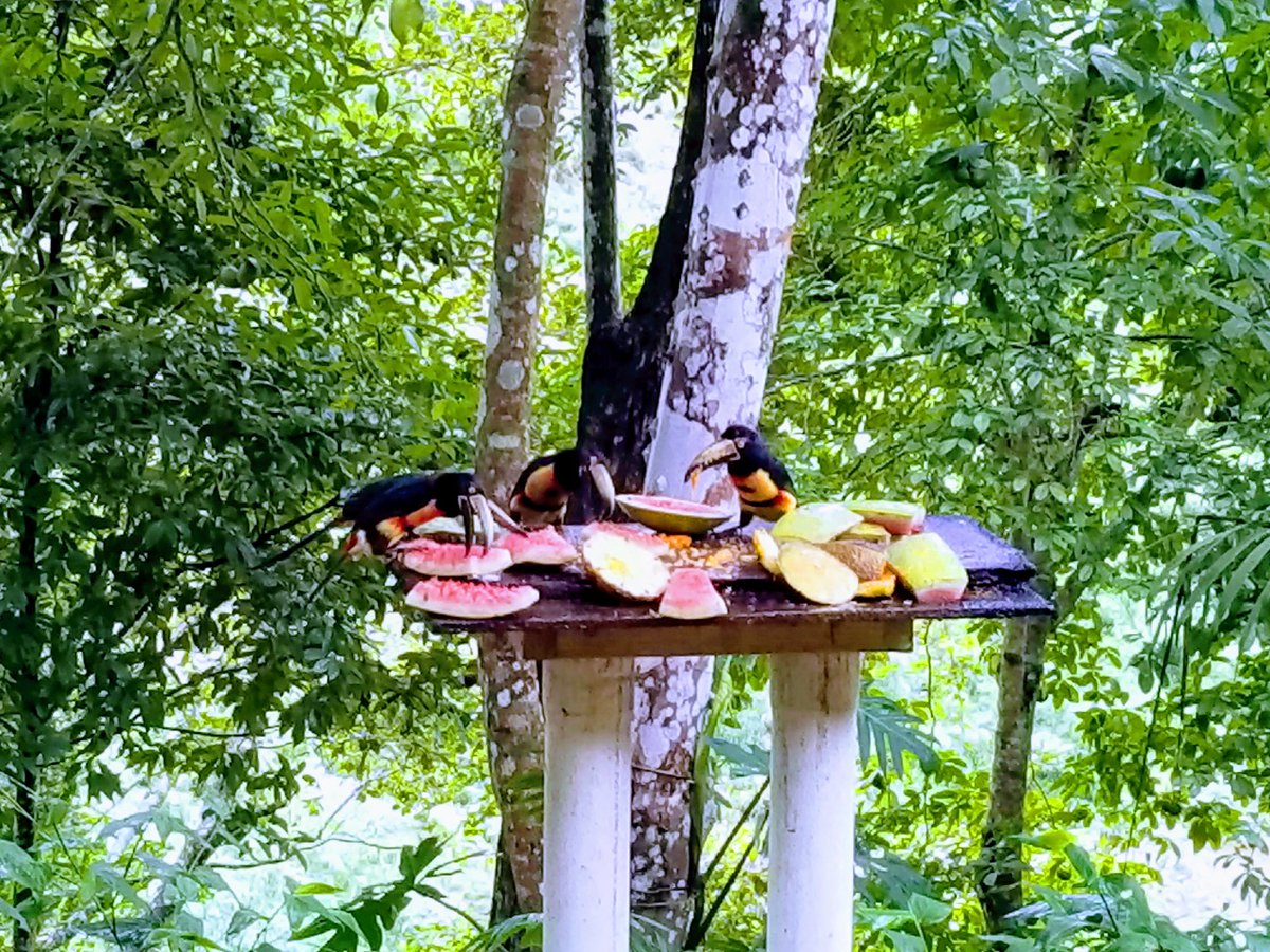 MyBelizeBox's tweet photo. Good morning, #Belize! 🇧🇿😍
.
.
.
#goodmorningbelize #goodmorning #Belize #mysticriverresort #sanignacio  #mybelizebox #travelbelize #photooftheday https://t.co/eb5OGtkQtY