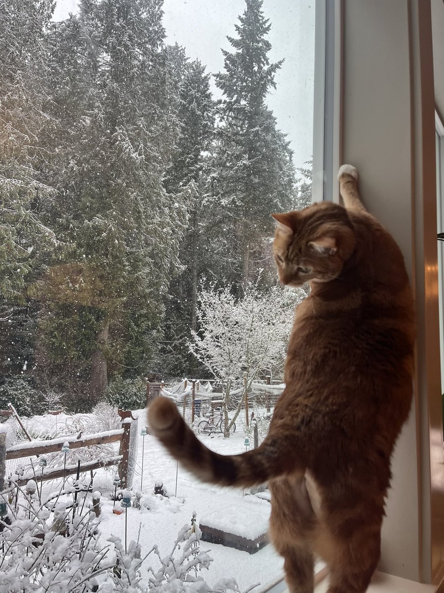 salmarx11's tweet photo. @CreakyJoints #CreakyChats this is Sisyphus 🐈❤️‍🔥 https://t.co/AviOhAwJER