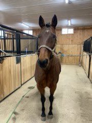 🎄12 STANDARDBREDS OF CHRISTMAS🎄

Twitter Day 7: A PS MONEY MAKER 
This gorgeous 17 year old mare is retiring from a broodmare career and is ready to move on to a riding career! A $600,000 money winner in her hey-day, she’s incredibly smart &amp; willing!