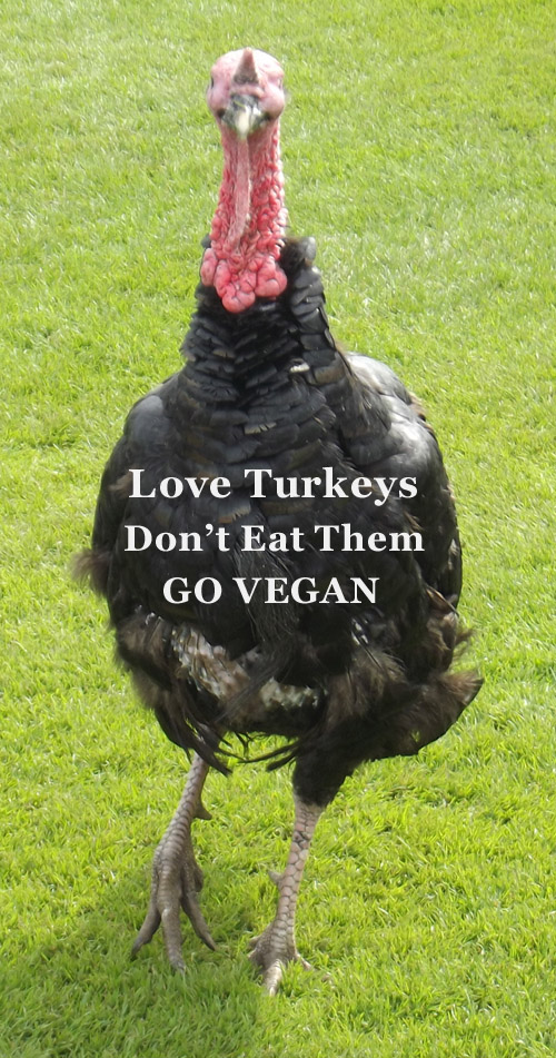 veganfuture's tweet photo. Love turkeys, don't eat them. Go vegan https://t.co/yQZLLZfA5K