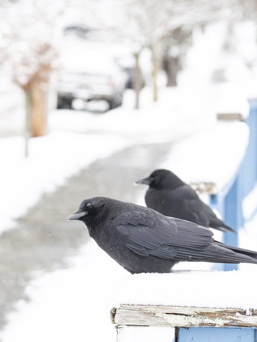 Crow snow scenes. 
#snowcrow #crowwatching #snowpalooza22