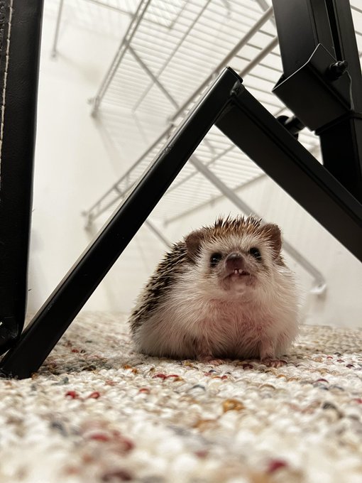 The best baby. 🦔 https://t.co/ZBhiRieus6<a href="/tag/dogecoin"class="tags"><span>#dogecoin</span></a>