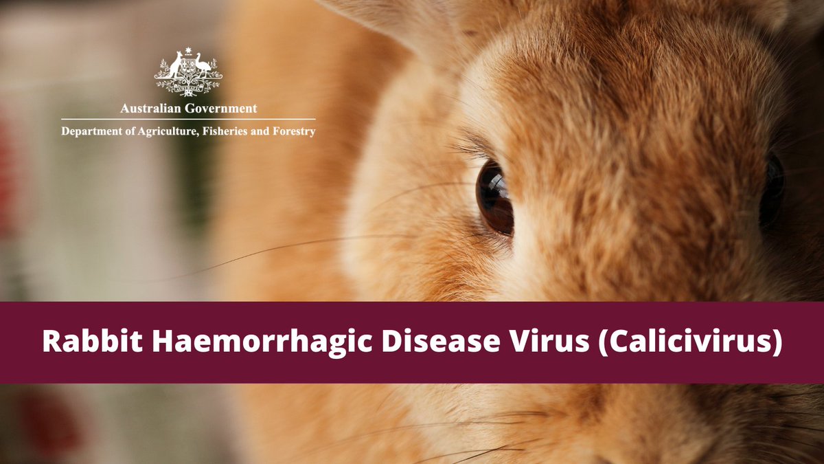 drbethcookson's tweet photo. Pet rabbit owners are reminded to ensure their rabbits are protected from calicivirus or Rabbit haemorrhagic disease virus (RHDV) by having regular calicivirus vaccinations as recommended by their veterinarian – more info available on the @DAFFgov website: https://t.co/u1yt8F1hyA https://t.co/nT0qhHbYI9