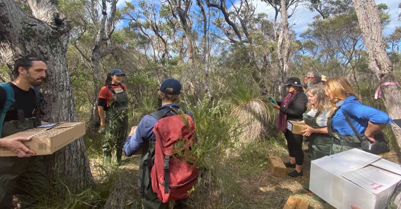 WWF_Australia's tweet photo. Did you know there are as few as 80 adult western swamp tortoise remaining in the wild?

44 captive-bred swamp turtles were translocated and released into a secret location. 

We hope this helps the Critically Endangered species survive the impacts of climate change.