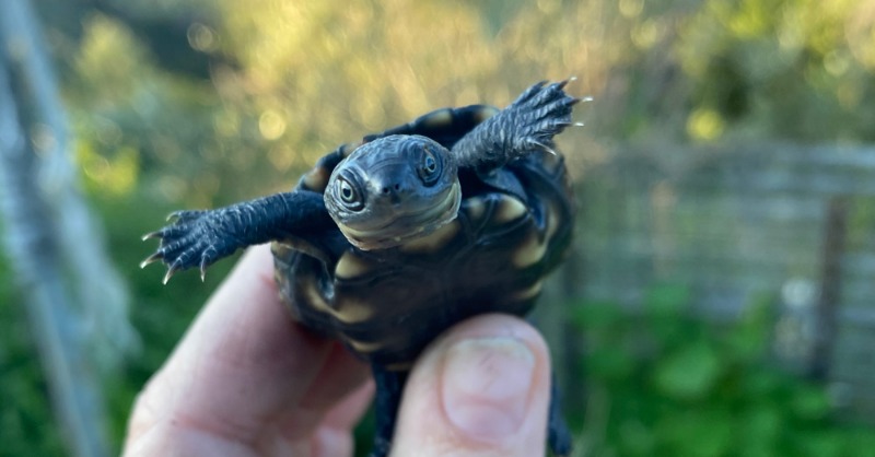 WWF_Australia's tweet photo. Did you know there are as few as 80 adult western swamp tortoise remaining in the wild?

44 captive-bred swamp turtles were translocated and released into a secret location. 

We hope this helps the Critically Endangered species survive the impacts of climate change.