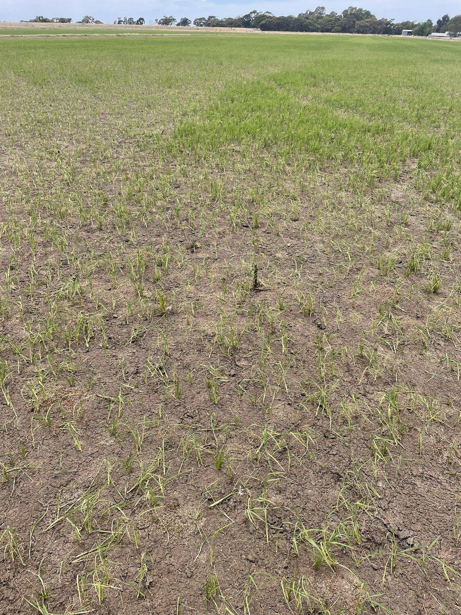 Mid-season #rice dry down happening for efficient N use. PI not due till 23/1, so have plenty of time.