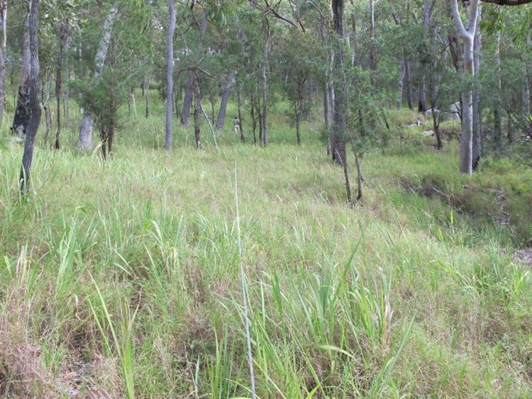 TERN_Aus's tweet photo. 🎋 30 years of ground flora composition and cover data in Queensland tropical woodlands | #databyte

This study collects data annually since 1992, to provide insights from long-term #monitoring into the dynamics of savanna plant species composition.
#NCRISimpact https://t.co/zeBxRNT3dC