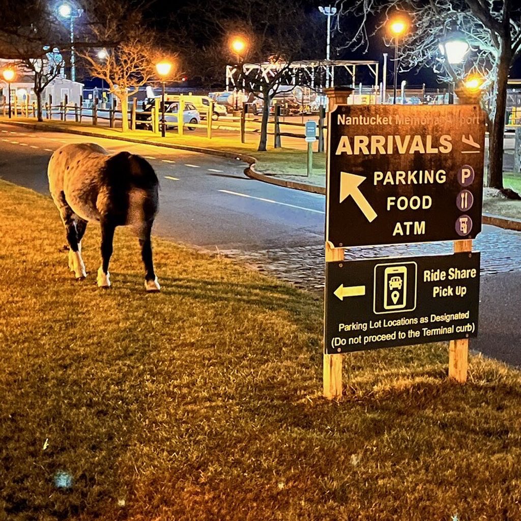 ACKCurrent's tweet photo. You can officially check off “loose horse at the airport” on your off-season #Nantucket bingo card 😂 https://t.co/QHMPI61fNY