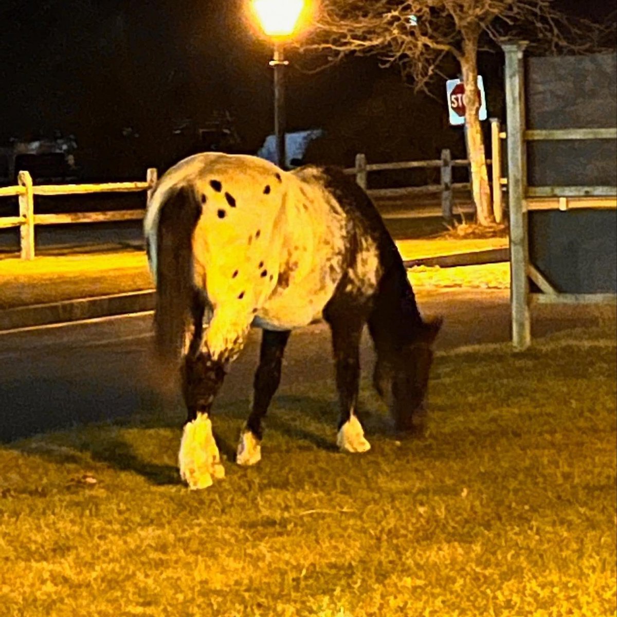 You can officially check off “loose horse at the airport” on your off-season #Nantucket bingo card 😂