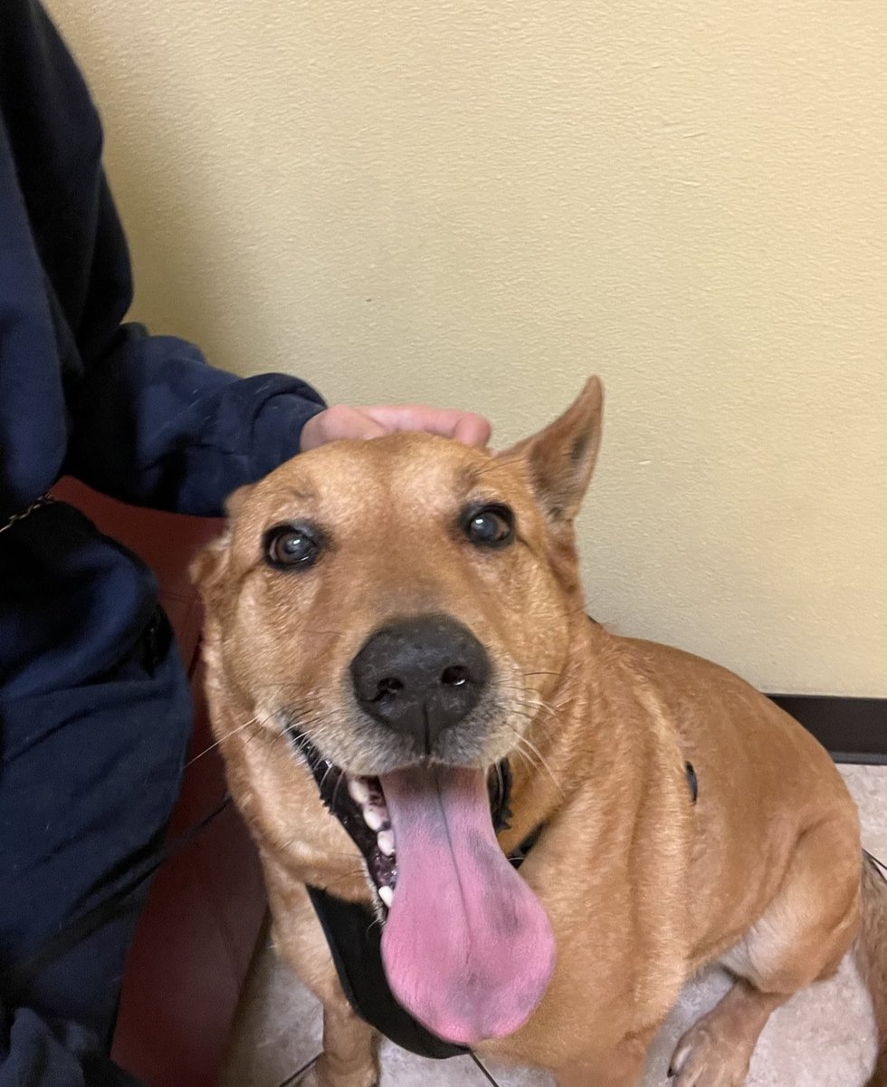 _aarriii's tweet photo. ‼️‼️LOST DOG‼️‼️
Pls contact me if found. Wilmington, Carson, Pedro literally anywhere. Super friendly with people, aggressive with other animals! https://t.co/3135ET9aY2