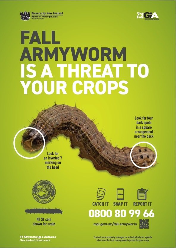 To all maize and sweetcorn growers please be aware.