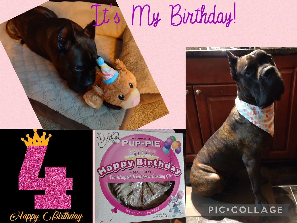 DrPenK's tweet photo. A new toy, pup-pie, and joy all around; it must be...
My Birthday ๐๐๐พ๐๐๐พโค๏ธ
Happy Birthday Kuza Gyrl! #4YearsOld #AlmostGrown #CaneCorso #CaneCorsoofTwitter @kuzagyrl1 https://t.co/vgzMp8wUGs