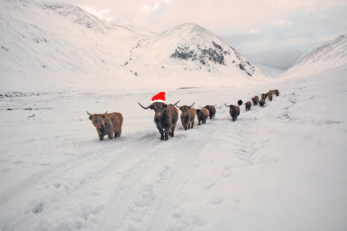 Happy Christmas!

The pup Gill &amp; I hope we'll feel comfortable returning to Twitter soon. (see my previous tweet). There are encouraging signs.
Meanwhile, we wish all you wonderful people a very joyful festive season.  You're amazing! Thanks for your very lovely messages.
🐾👣😊