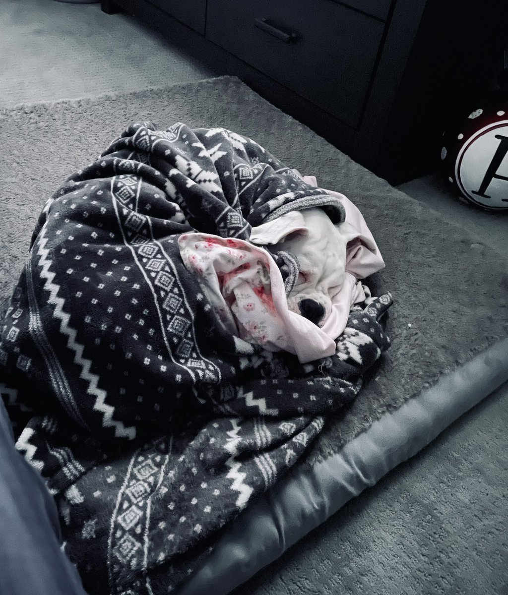 BaileyKaayy's tweet photo. Burrito is toasty https://t.co/DfFHKe1rUB
