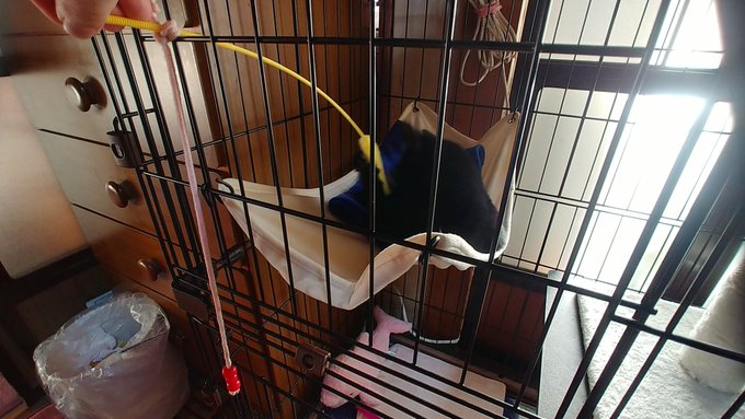 バイトから帰宅ー
ちょっと今日は嫌な事が2つあったのでちょっとモヤモヤ気味(•́ε•̀;ก)💦

ココと遊んで癒されようฅ(>ω<ฅ)ニャー 