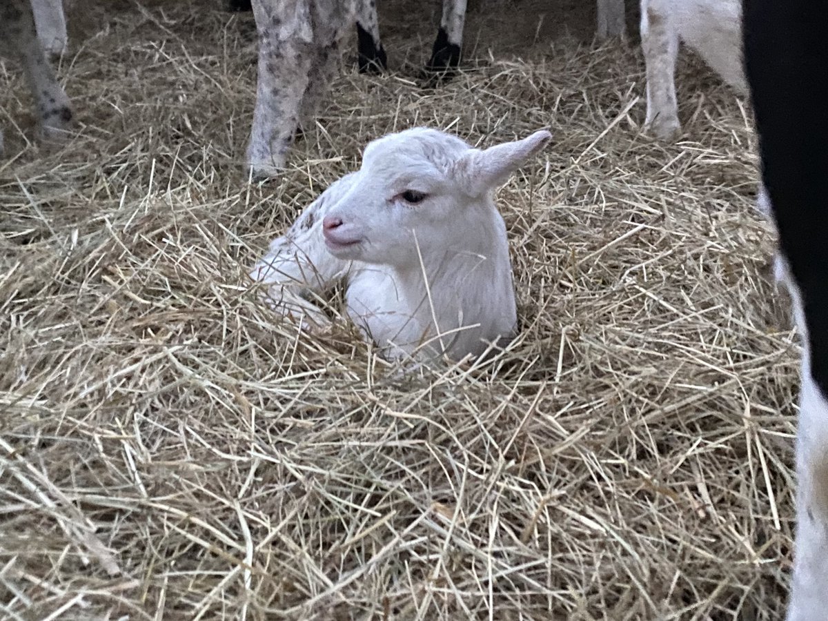 2GoodShepherd tweet picture
