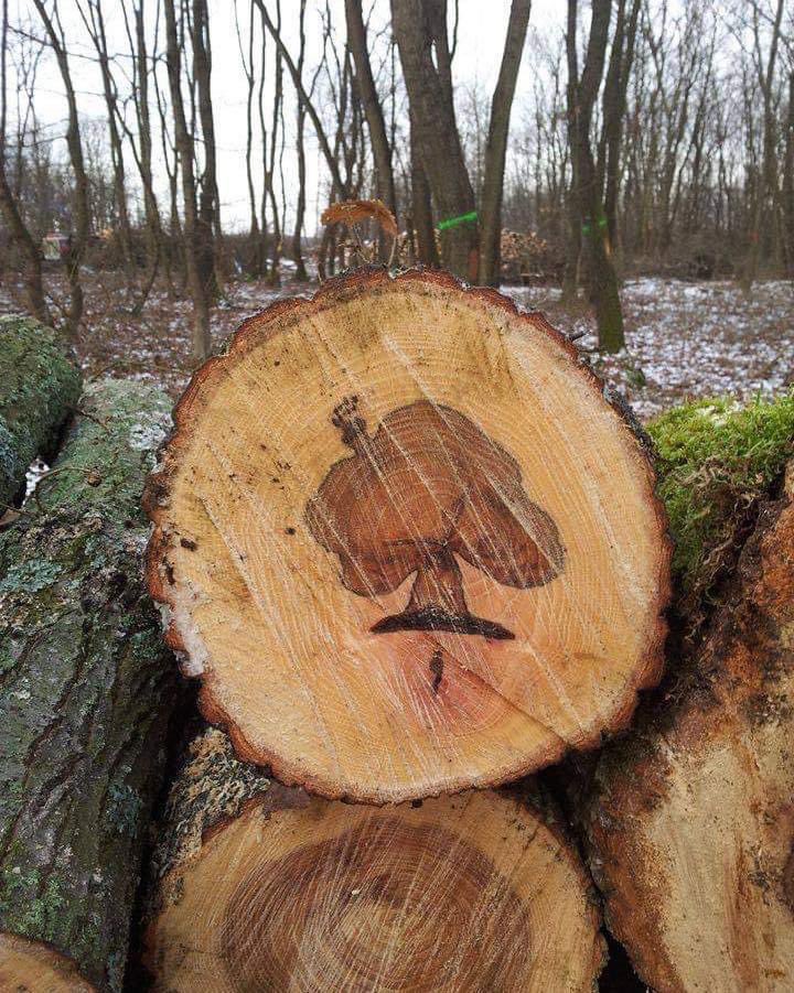 A tree in a tree 🌳
