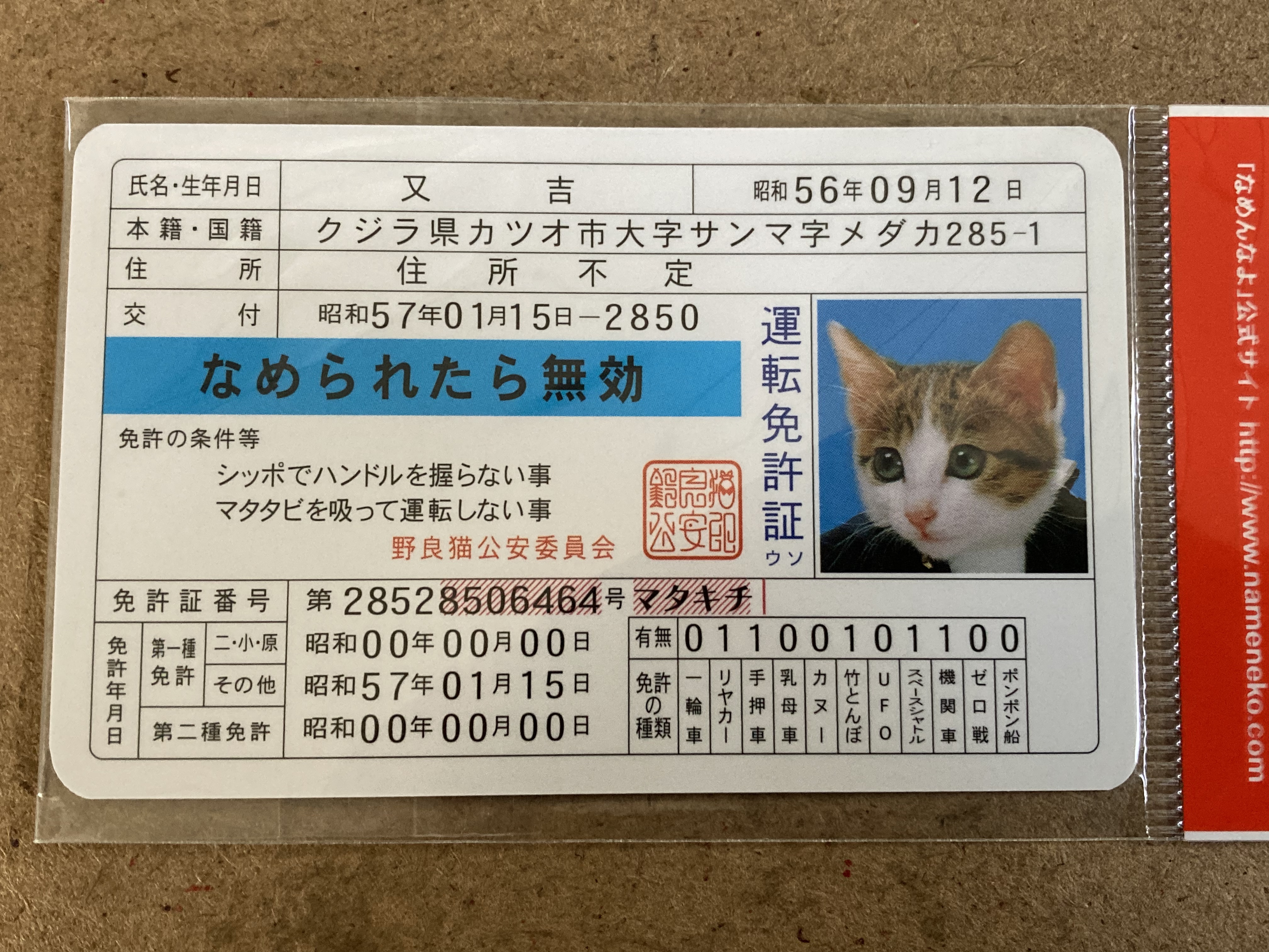 日本新作 なめ猫 Www Mowram Gov Kh
