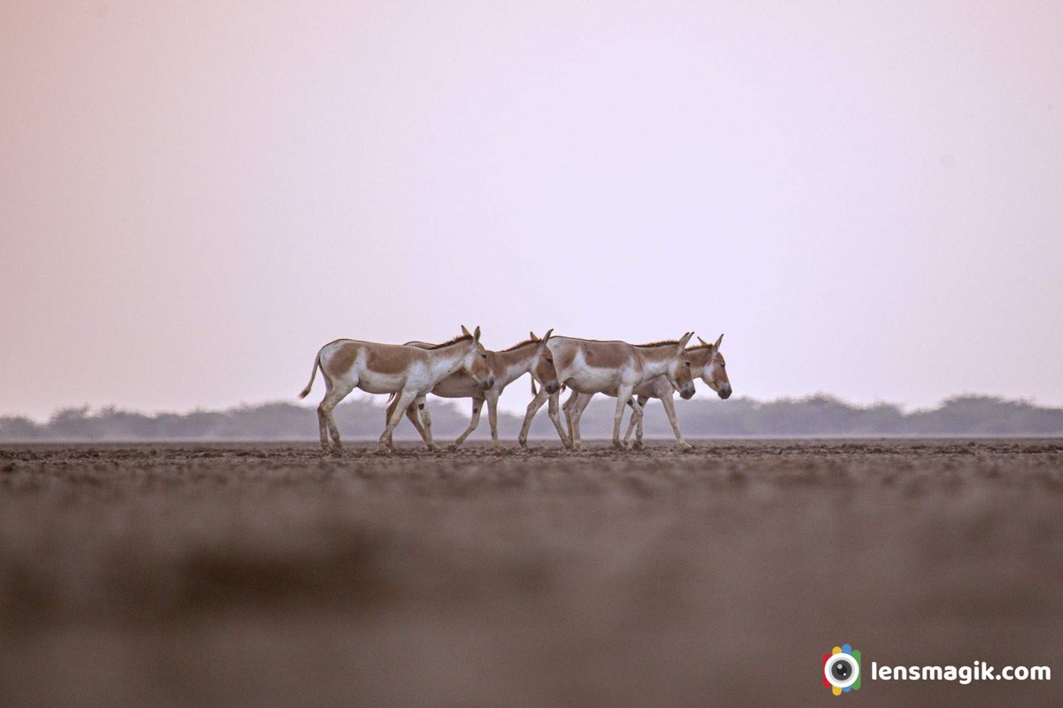 Wild Ass bit.ly/IndianWildAss Riders of Rann #Indianwildass #wildasssanctuary #littlerannofkutch #gudkhar #khur #wildasslrk #lrk #ridersofrann #rannriders #sanctuaryofGujarat #wildlifegujarat #gujarattourism #mammals