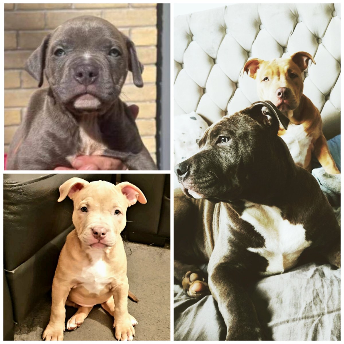 CBbullys's tweet photo. 6&7weeks - 20&21weeks
Besties since birth #unrelated
Who thinks we still look as cute ⁉️
#xlbully #standardbully #himnher #Puppies #twitterdogs #ukbullys https://t.co/ESc4PSHTFX