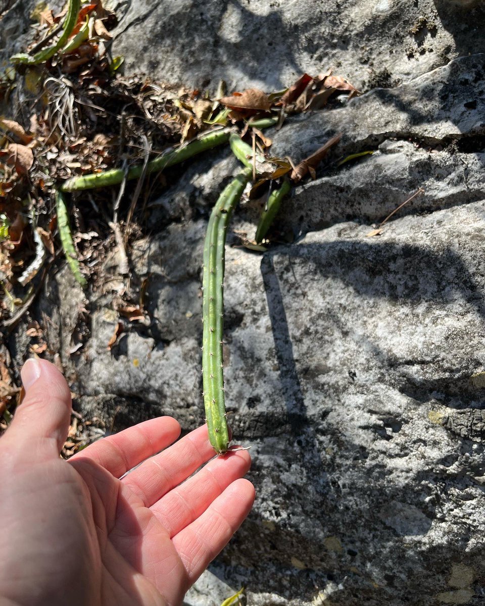 cfnursery's tweet photo. Selenicereus spinulosis in #NuevoLeón Mexico with @clauuudia #cacti #cactus #dragonfruit #nativeplantsofnorthamerica #nativeplantsofmexico #nativeplantsoftexas https://t.co/JMWx4AUd3G
