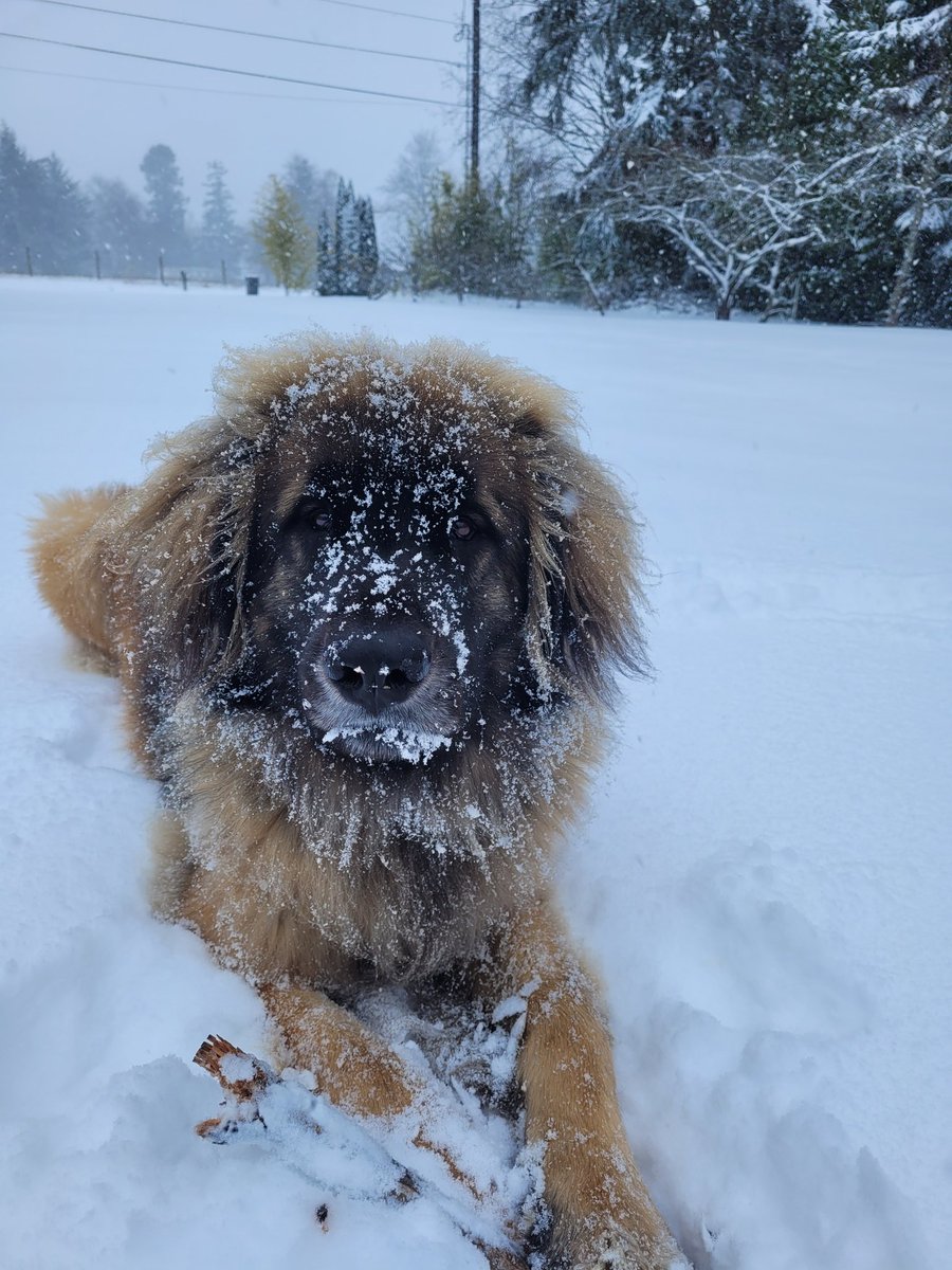 Here we have the ever elusive snowberger in her natural habitat. #dogs #leonberger #DogsofTwittter  #SnowDogs