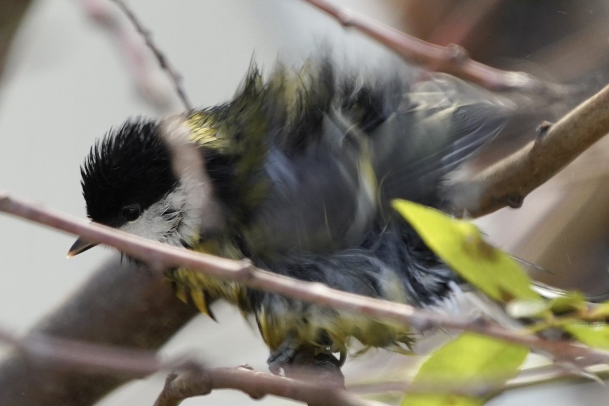 Wildlife_Fotos's tweet photo. #greatit 💦🐦 #kohlmeise #naturelovers #BirdTwitter #birdsoftwitter #sonya7riv #TwitterNaturePhotography #birdphotography #birds #bird #TwitterNatureCommunity #nature #natur #NaturePhotography #nabu #SonyAlpha #svenbudberg @SonyDeutschland @SonyAlphaShots https://t.co/POn3iWaAfu
