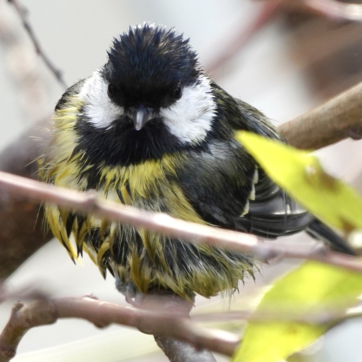 Wildlife_Fotos's tweet photo. #greatit 💦🐦 #kohlmeise #naturelovers #BirdTwitter #birdsoftwitter #sonya7riv #TwitterNaturePhotography #birdphotography #birds #bird #TwitterNatureCommunity #nature #natur #NaturePhotography #nabu #SonyAlpha #svenbudberg @SonyDeutschland @SonyAlphaShots https://t.co/POn3iWaAfu