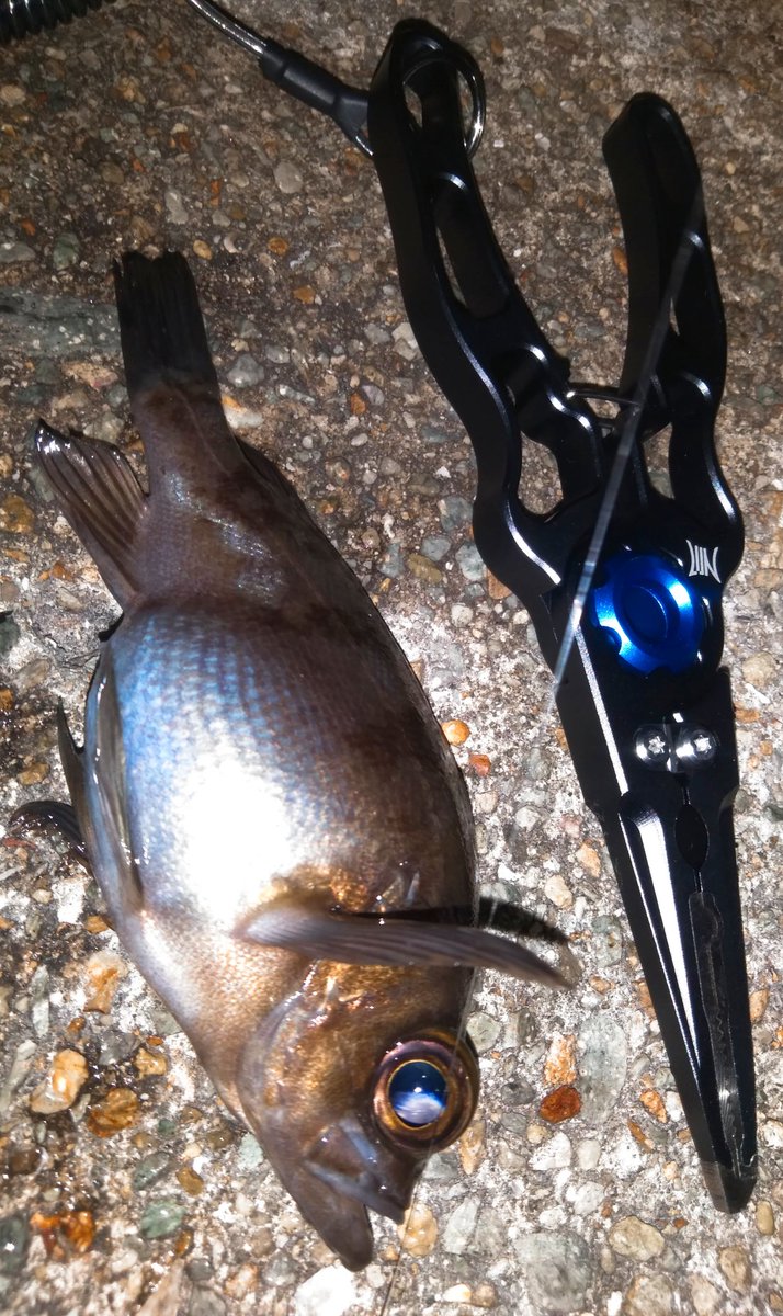 takki22angler's tweet photo. そこまで大きくないが腹パンパンヾ(。>﹏<。)ノ゙✧*。
#メバル
#NonModo
#TICT https://t.co/WB9gs4eZYO