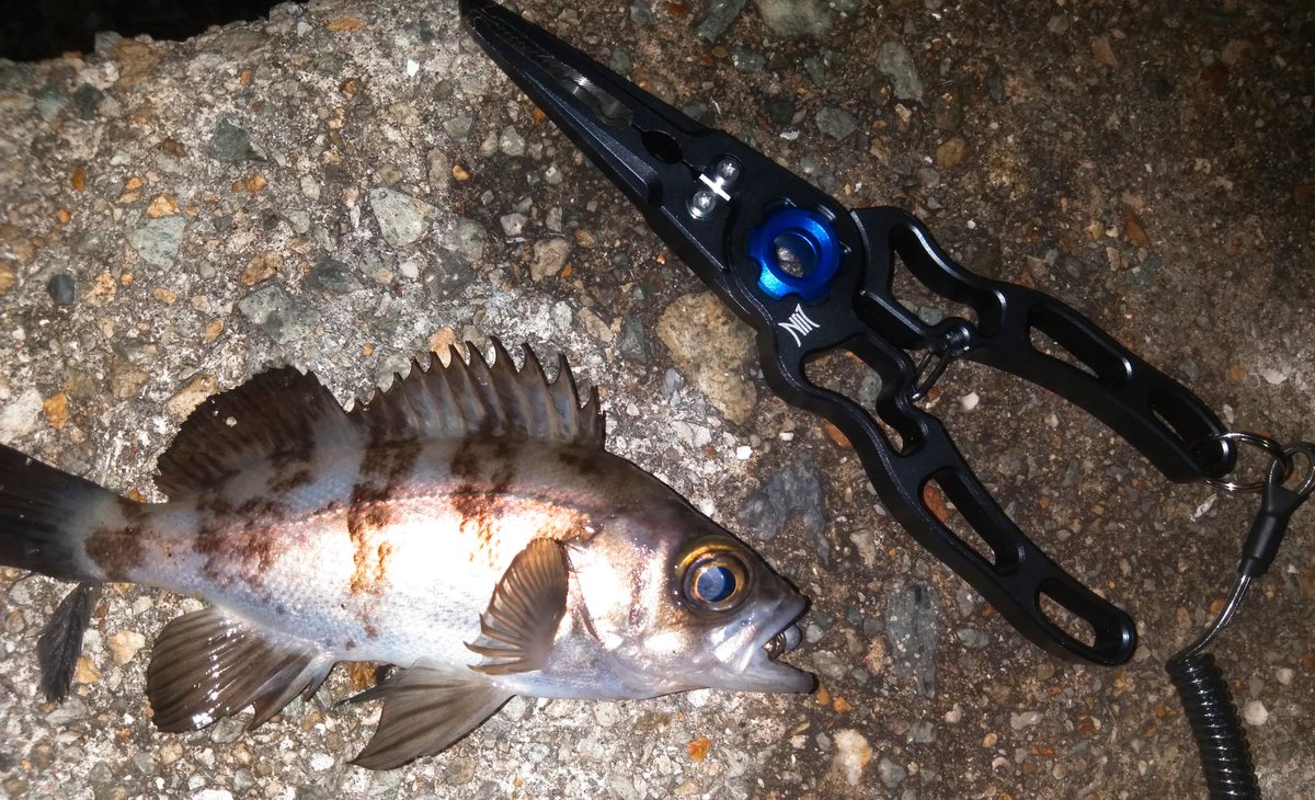 takki22angler's tweet photo. そこまで大きくないが腹パンパンヾ(。>﹏<。)ノ゙✧*。
#メバル
#NonModo
#TICT https://t.co/WB9gs4eZYO