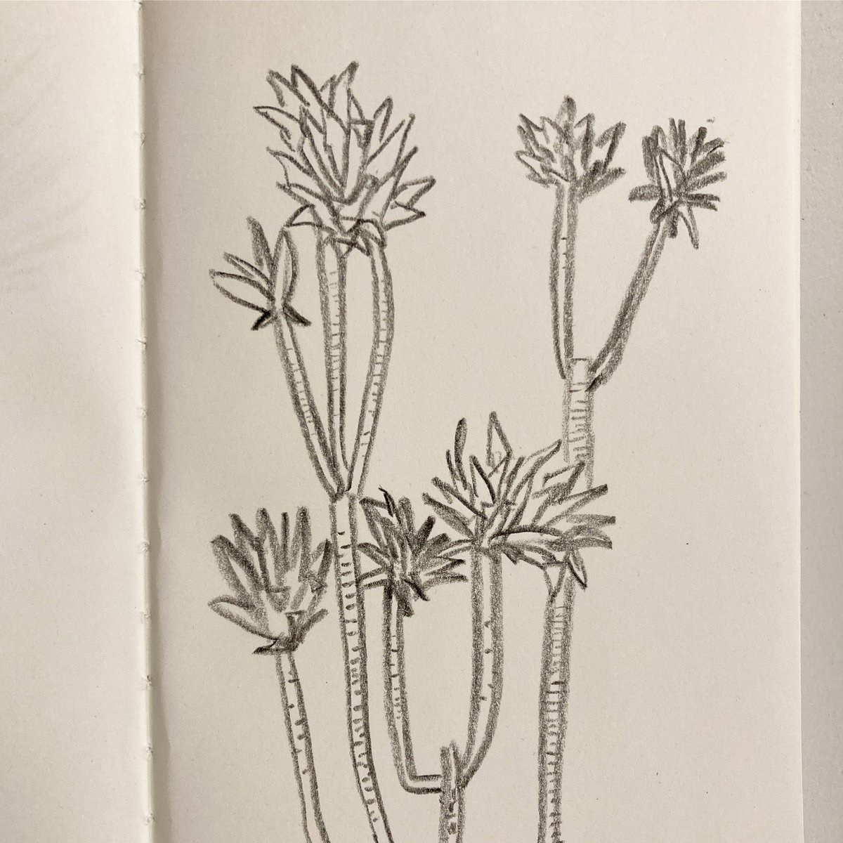 🌿
d-11
드라세나 콤팩타
Dracaena deremensis
/ Dracaena compacta
calypso queen