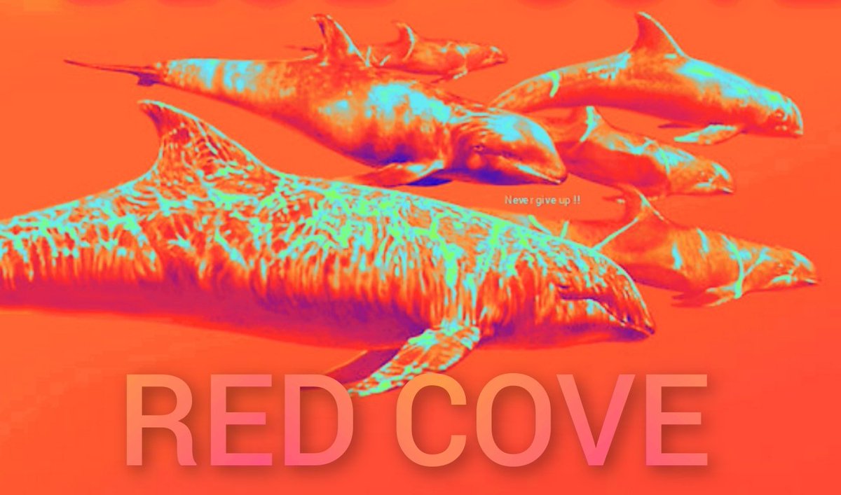 ZuziaKramer's tweet photo. @BotschaftJapan Tag 112 - ROTE BUCHT #Taiji #Japan
Die Bangerboote stießen auf eine große Schule Breitschnabeldelfine: Bei der aggressiven Treibjagd gelang dem Großteil die Flucht. Die Jäger trieben etwa 10 Delfine weiter in die Bucht, wo sie alle töteten. @JapanGov @kishida230 @shuheikishimoto https://t.co/JLGp9mGdde