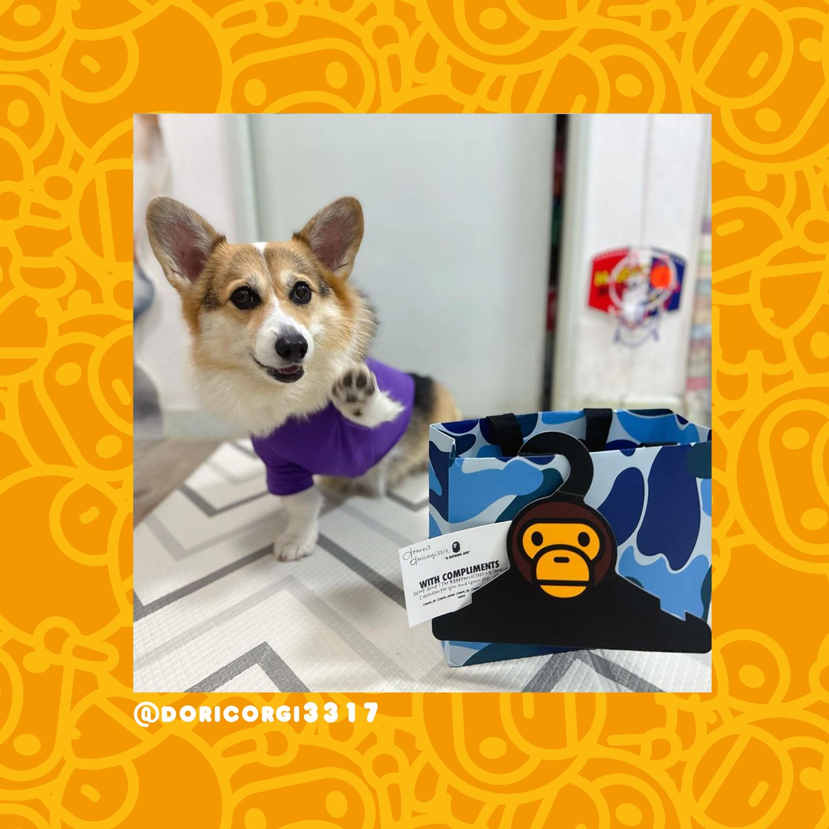 Tamacorgi tweet media