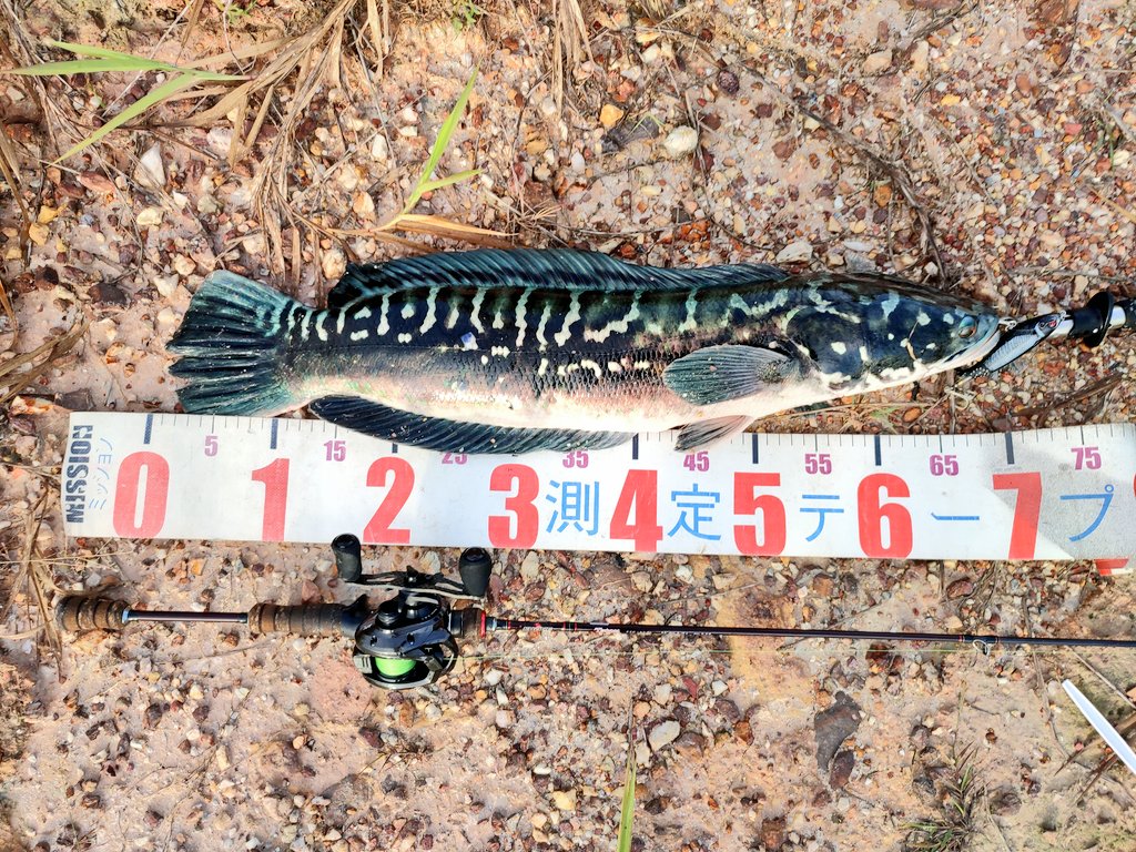 PakAlFishing's tweet photo. 🥱🥱🥱
Lightsetup GAMESSS
Rod ⏩ kuying Teton 3-8lb
Reel ⏩ ATC COMBAT CF51 BFS 
MAINLINE ⏩ GACHIRI 15LB X4
LDR ⏩ FC PHANTOM 25LB
LURE ⏩ CHINA WHOPOLPER (BLACK)
TECHNIQUE ⏩ JERK STOP JERK STOP
SPECIES ⏩ GIANTSNAKEHEAD 

Full video⏬⏬⏬
https://t.co/00T5PVgWUA https://t.co/wwP3xQHRGc