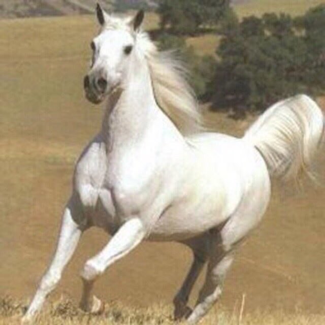 HudaHudalooly's tweet photo. ربما أراد الله لك أن تمر بتلك الأزمات حتى تتذوق فرجه وجبره لك إن بعد العسر يسرا 🤍. https://t.co/rn6fwcSnNX
