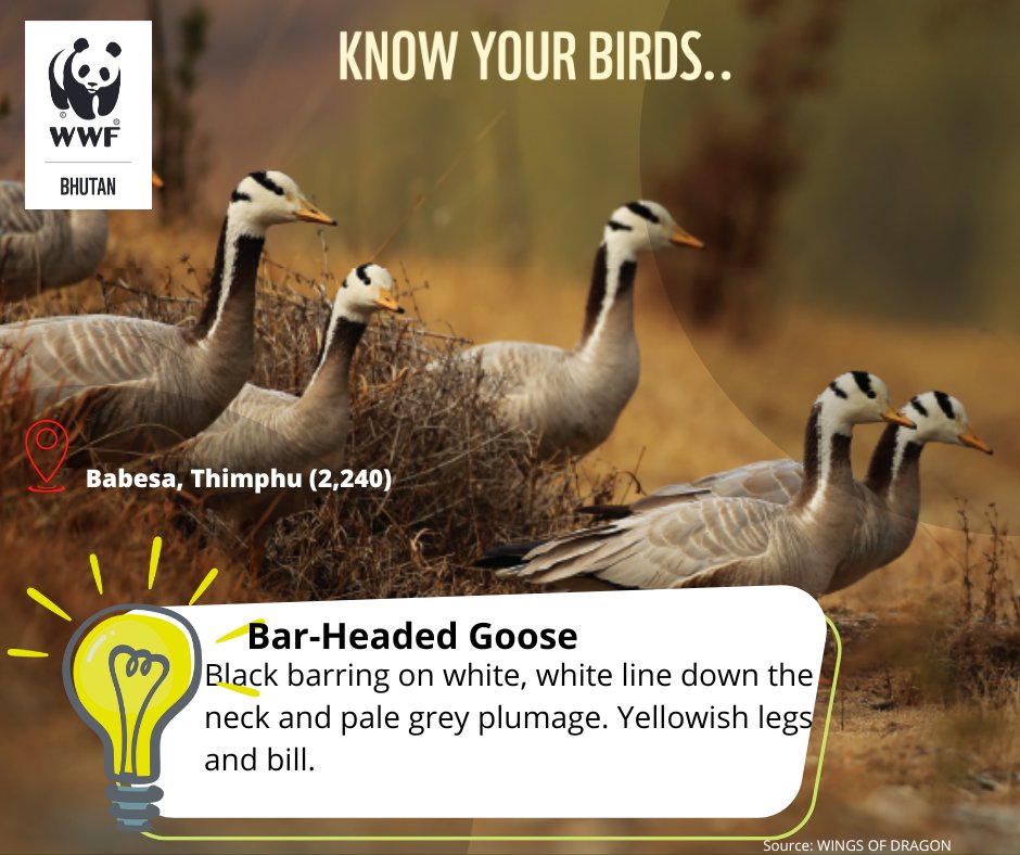 Having seen flying across the highest mountains on earth, Bar-headed geese are known as the highest-flying birds. What do you see first in Bar-headed geese? Have you seen this bird anywhere around you? Share with us in the comments. #knowyourbirds