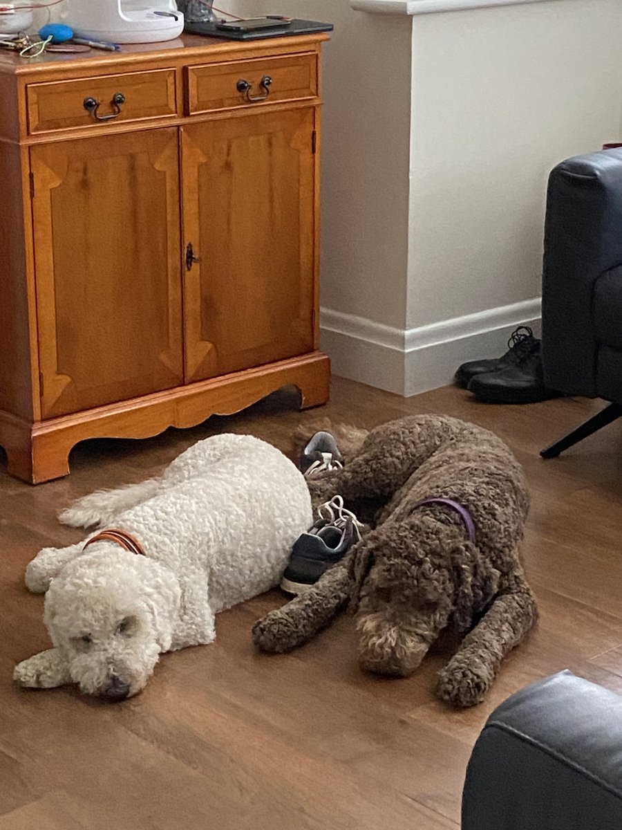 Elwinalael's tweet photo. We haven’t seen your trainers.#Labradoodle #loveslife #bekind https://t.co/8HtPmaOT3O