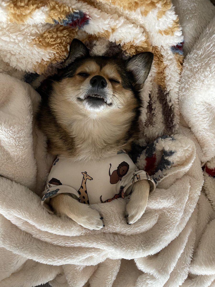 白 黒 グレー、ヨークシャテリア チワワ、ペット、犬 アニマル、かわいい リボン、こぐま、ピンク、スウェット チワワ ポメラニアン  子犬ヨークシャーテリアビーワー黒と白の写真素材・画像素材 Image, image size:900x1200