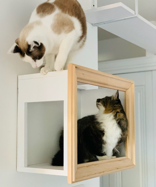 「"愛猫が絵になる家具"のDIYアイデアが天才的 どんな姿も美しい絵画になる様子に」|ごる猫 Σ(っ=ΦωΦ)っのイラスト