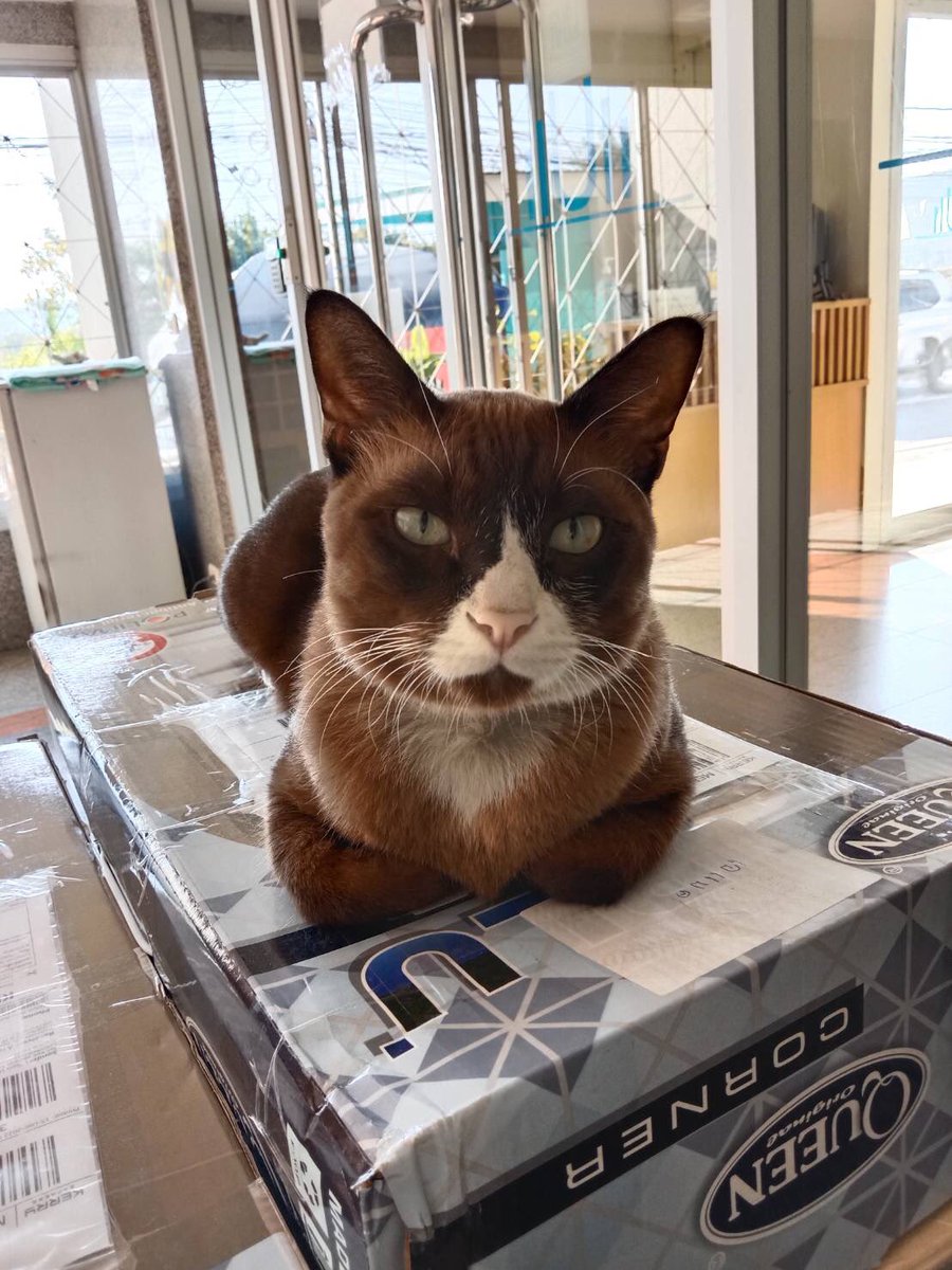 マンプクは、アイトーン君の事は嫌いみたいですね。
早くアイトーン君を去勢に連れて行って欲しいのですが。