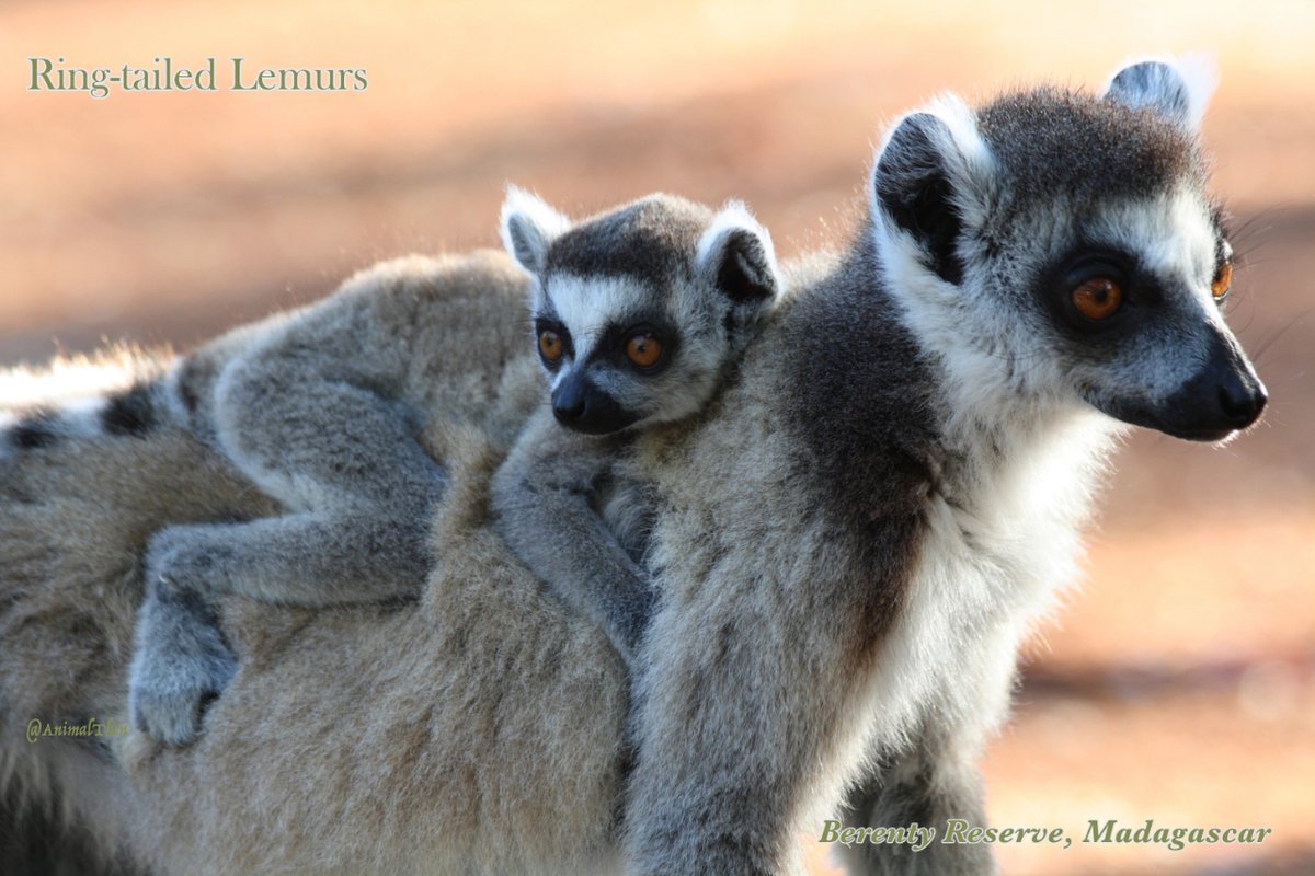 Baby Ring-tailed Lemur on mom’s back, Madagascar
.
.
.
#Lemurs
#infant
#pup
#RingTailedLemurs
#Omnivorous
#Primates
#AfricanWildlife
#AfricanAnimals
#MadagascarWildlife

#Nature #AnimalPhoto #Wildlife #English #NatureAddict #AnimalPlanet #WildlifeLover #EnglishClass #WildAnimal