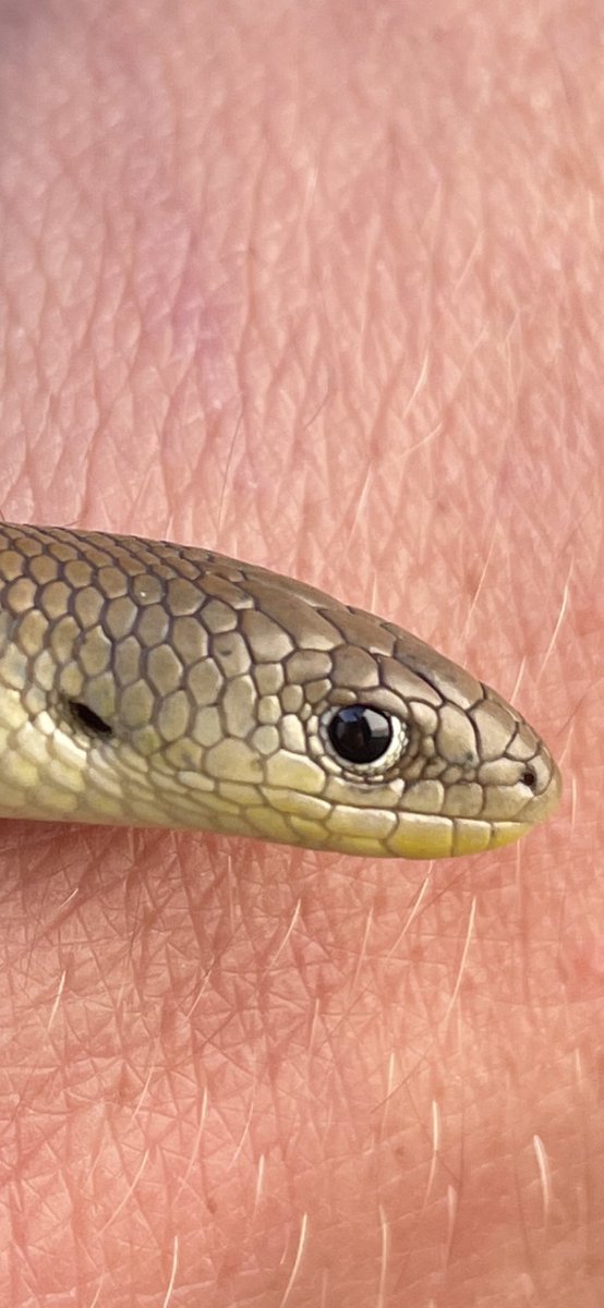 Millie tweet media
