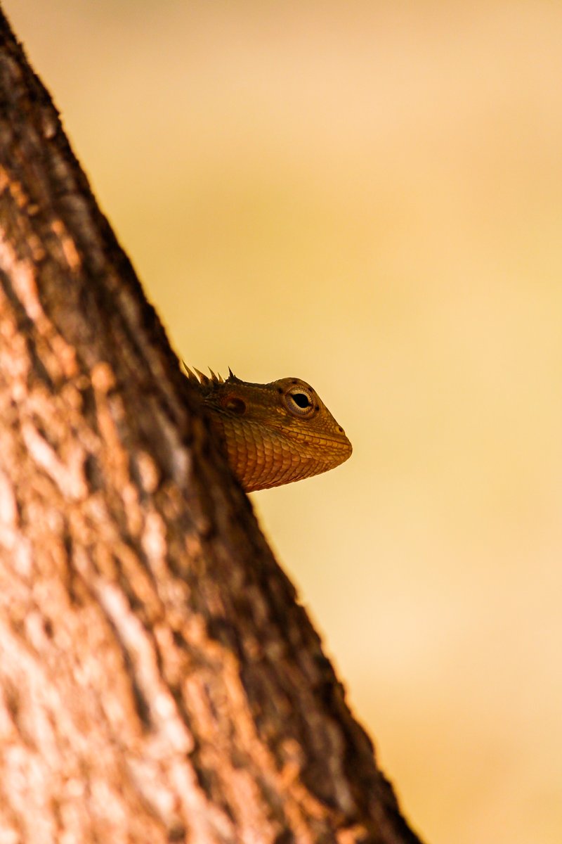 LightRaysPhoto1's tweet photo. For #wednsedaywisdom "Be a Seeker."😍🤗

#IndiAves 
#ThePhotoHour 
@ThePhotoHour
@ErikSolheim
@KatanaHugo
@ParveenKaswan
@NatGeo
@BBCEarth
@IndiAves
@KarnatakaWorld
@Canon_India 
@NatGeoIndia 
@Natures_Voice 
@natgeowild 
@earth 
@Nature 
@deespeak 
@aranya_kfd https://t.co/GqxJzsuZ7S