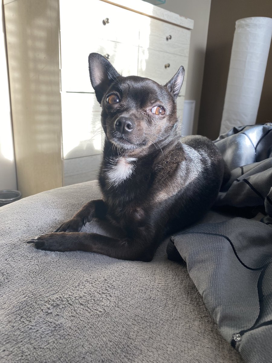 From this morning. This little guy keeps me going, Literal angel! 👼🏻