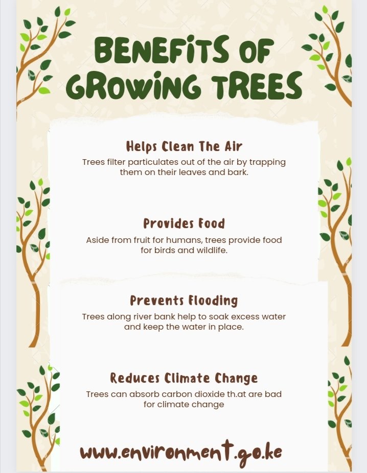 Environment_Ke's tweet photo. Trees are natural carbon capture &amp; storage machines, absorbing carbon dioxide in the atmosphere through photosynthesis then locking it up for centuries. It's why reforestation &amp; afforestation are touted as key solutions to the climate crisis Mission 15B #Jazamiti #KuzaMiti https://t.co/OTnAPHXOY4